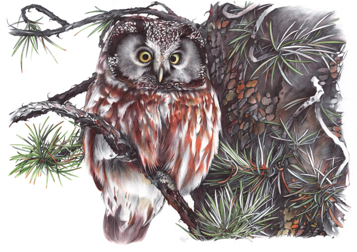 Tekening getiteld "Boreal Owl II (Real…" door Daria Maier, Origineel Kunstwerk, Balpen
