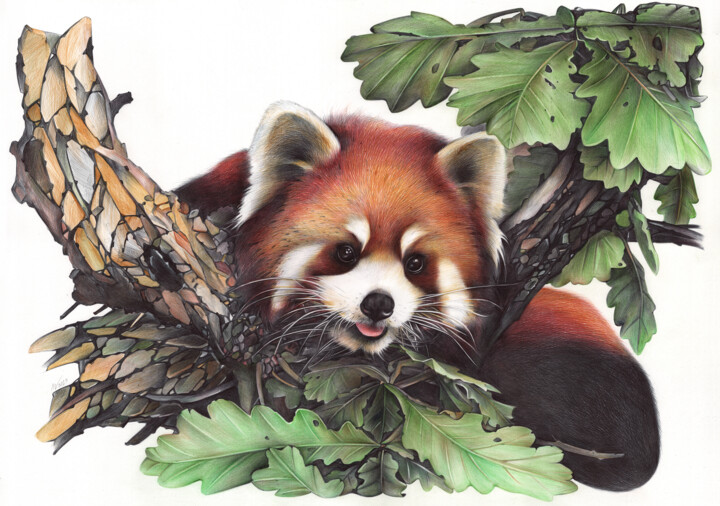 图画 标题为“Red Panda Portrait…” 由Daria Maier, 原创艺术品, 圆珠笔