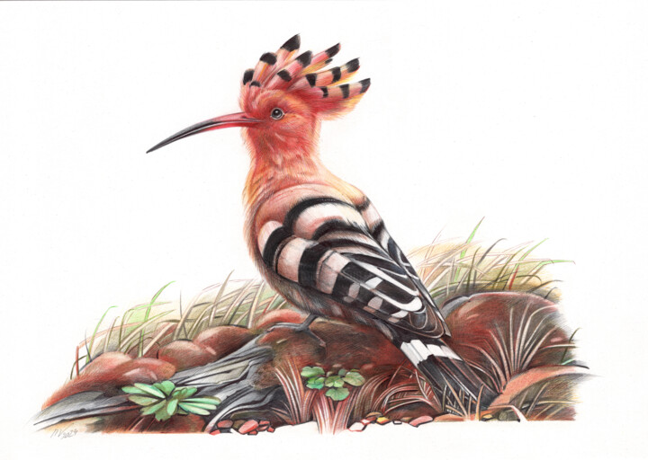 Drawing titled "Eurasian Hoopoe" by Daria Maier, Original Artwork, Pencil