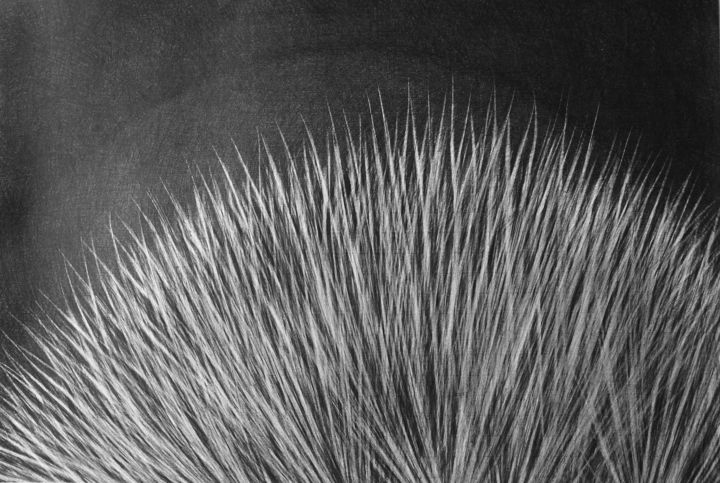 Dessin intitulée "Flower in Black - G…" par Maja Poljak, Œuvre d'art originale, Crayon Monté sur Carton