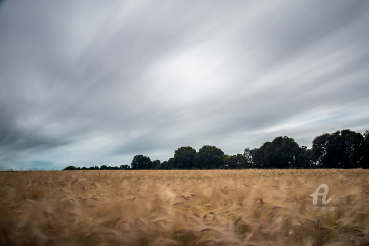 Photographie intitulée "blés aux vents" par Pascal Viaud, Œuvre d'art originale, Photographie numérique