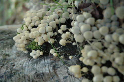 Photographie intitulée "Les champignons" par Makuramis, Œuvre d'art originale