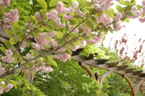 Photographie intitulée "Pergola" par Makuramis, Œuvre d'art originale