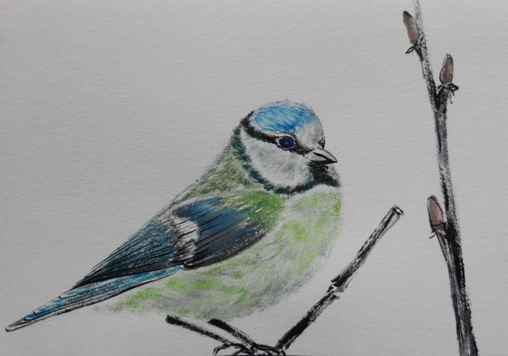 Drawing titled "Blue Tit from my pa…" by Malgorzata Olejniczak, Original Artwork, Ink