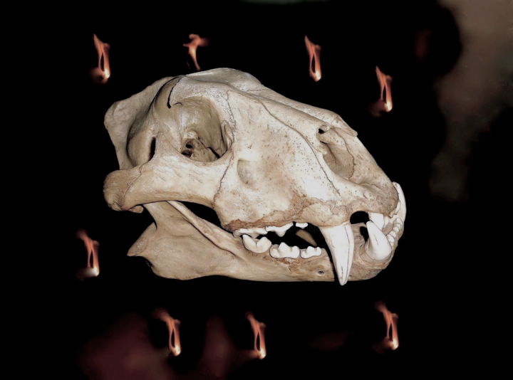 Fotografia intitulada "Big cat skull" por Amamede, Obras de arte originais