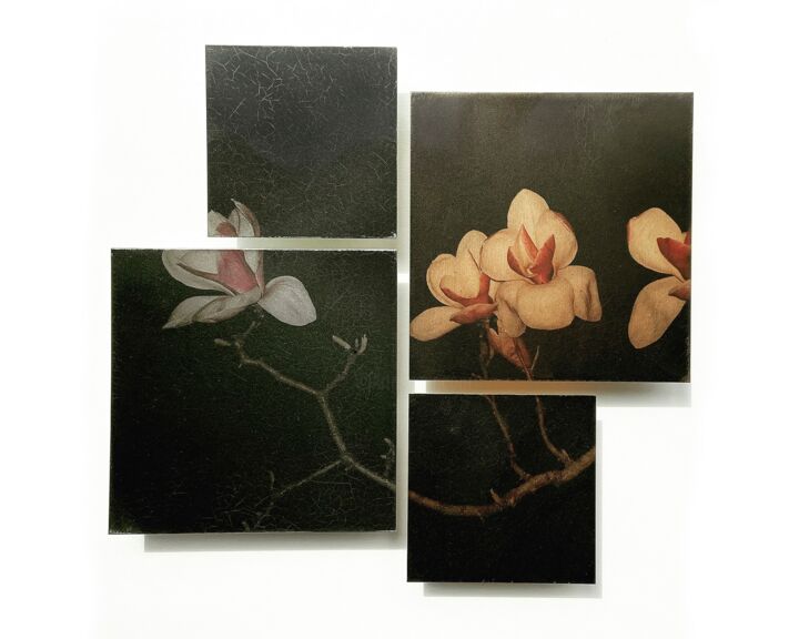 Fotografía titulada "Magnolia" por Man Zhu, Obra de arte original, Fotografía digital