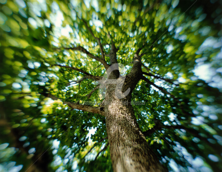 Photographie intitulée "Baum zum träumen" par Manfred Elsässer, Œuvre d'art originale, Photographie argentique