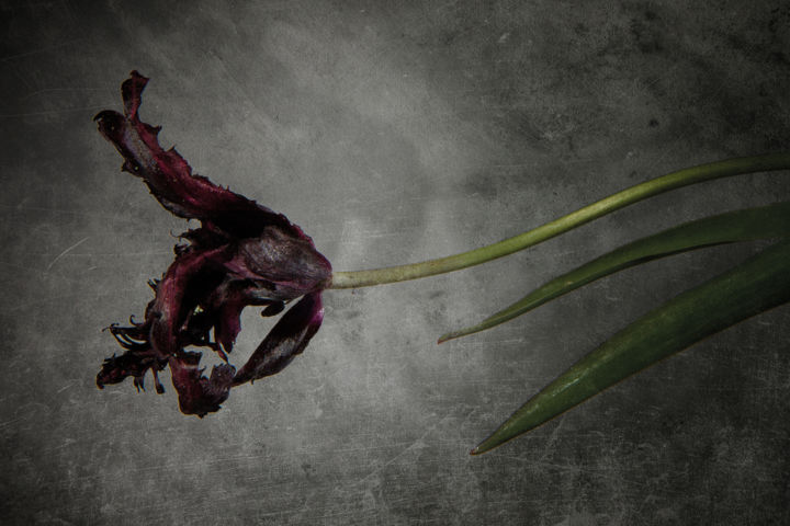 Photographie intitulée "Tulipe noire 2" par Jean-François Mansencal, Œuvre d'art originale, Photographie numérique