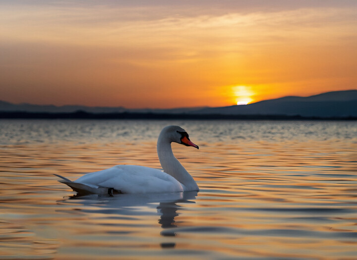 Цифровое искусство под названием "Mute Swan on the la…" - Manolis Tsantakis, Подлинное произведение искусства, 2D Цифровая Р…
