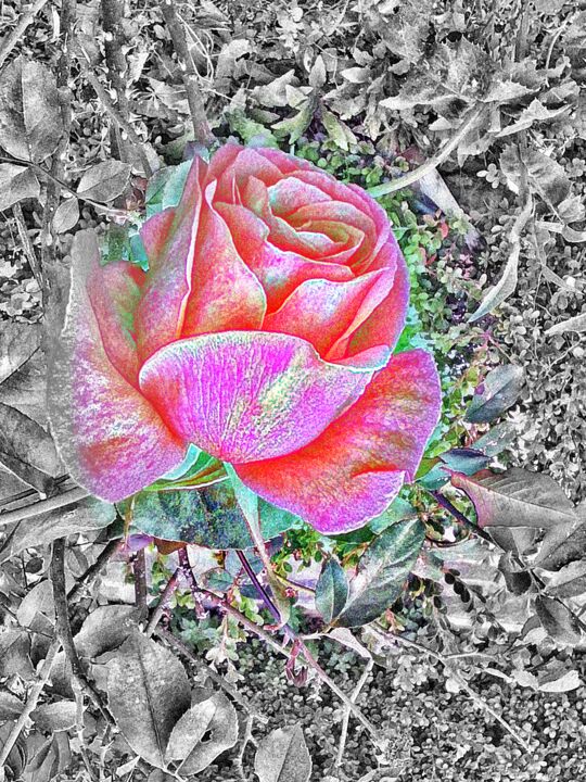 Digitale Kunst mit dem Titel "Dreamy One Rose" von Manos Chronakis, Original-Kunstwerk, Digitale Malerei