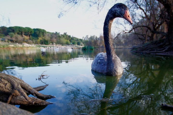 "La cañada" başlıklı Fotoğraf Manu Cruz tarafından, Orijinal sanat, Fotoşopsuz fotoğraf