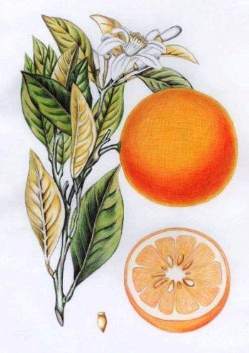 Drawing titled "orange" by Manu Draftsman, Original Artwork