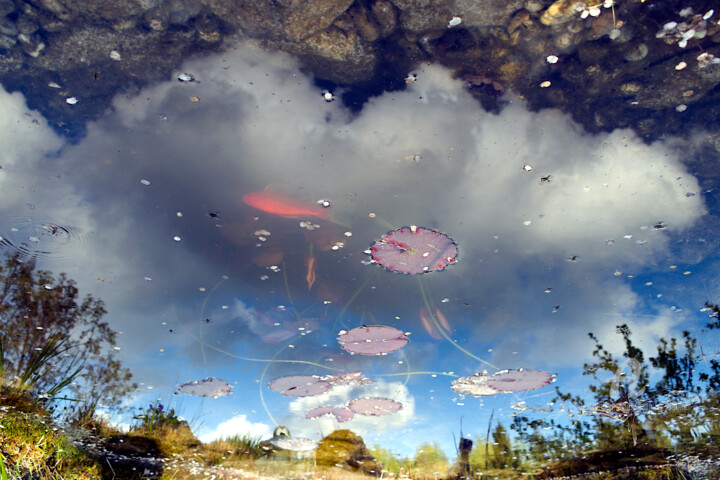 Photographie intitulée "Big fish in a small…" par Manuel Backer, Œuvre d'art originale, Photographie numérique