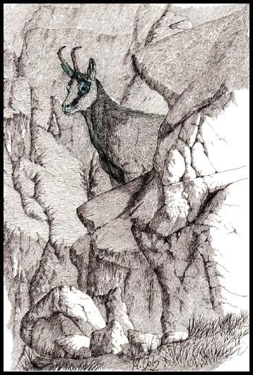 Dibujo titulada "cabra pirenaica" por Manuel Velis Gaspar, Obra de arte original