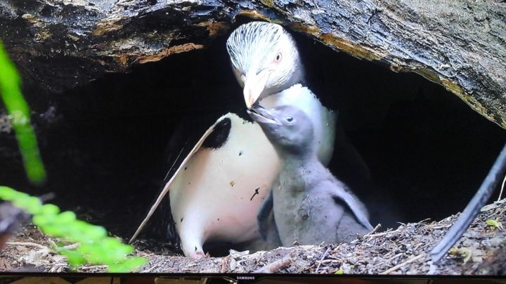 Photographie intitulée "Photo d oiseaux 5" par Florence Castelli  Flofloyd, Œuvre d'art originale