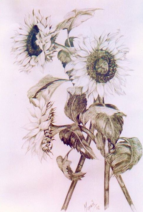 Rysunek zatytułowany „girasoles dibujos.” autorstwa Maparè, Oryginalna praca, Ołówek