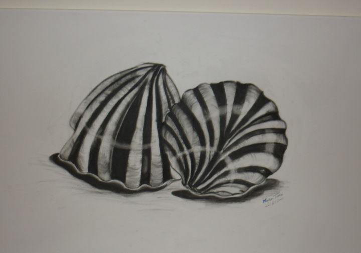 Drawing titled "Conchas" by Mara Tomé, Original Artwork, Charcoal Mounted on artwork_cat.