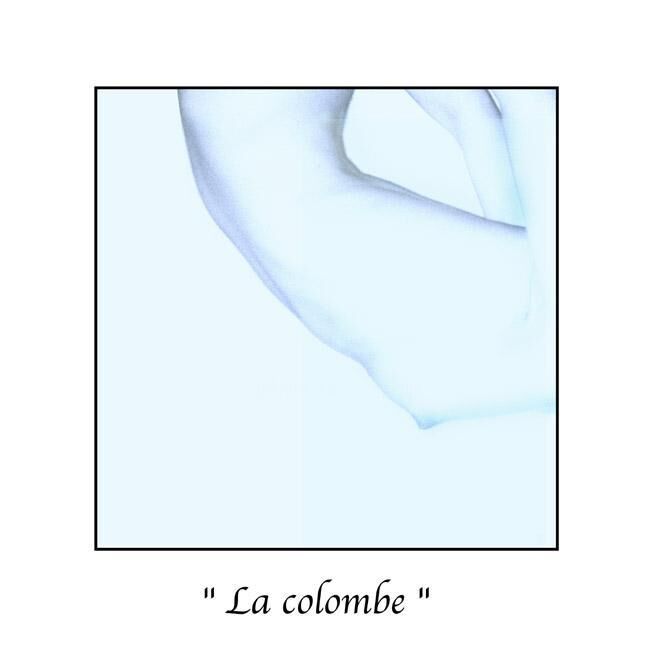 Photography titled "La colombe" by Marc Acquaviva, Original Artwork