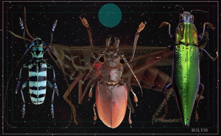Arts numériques intitulée "Insectes" par Marc Bulyss, Œuvre d'art originale, Travail numérique 2D