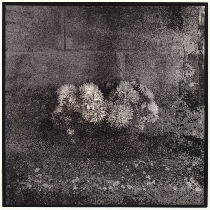 Photography titled "Stone flowers - 1/7" by Marc Paraskeva, Original Artwork, Analog photography Mounted on Cardboard