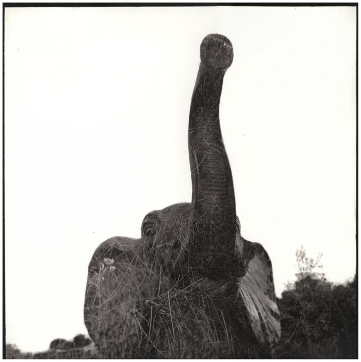 Fotografia zatytułowany „Elephant (We were t…” autorstwa Marc Paraskeva, Oryginalna praca, Fotografia filmowa Zamontowany na…