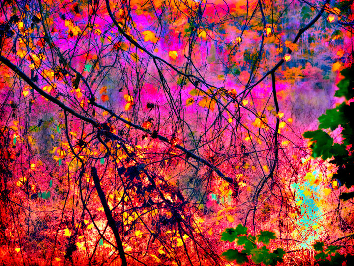 Fotografia intitulada "Autumn Blaze" por Marc Vandermeer, Obras de arte originais, Fotografia Manipulada