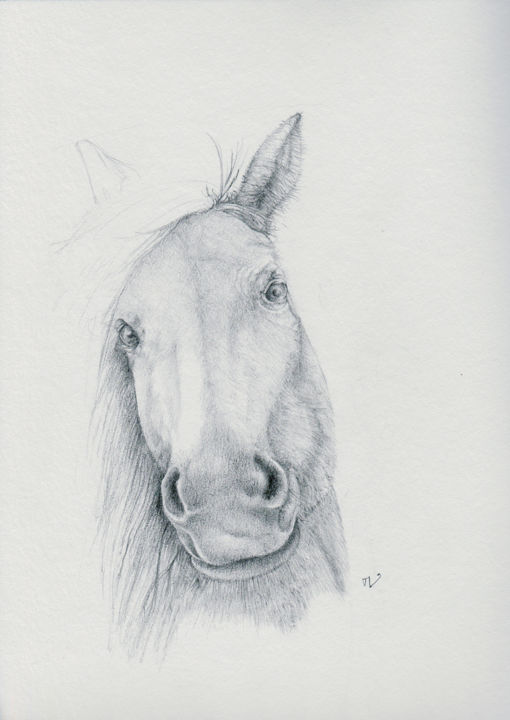 Tete De Cheval Dessin Par Vuillermoz Marc Artmajeur