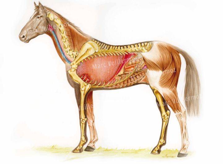Painting titled "Anatomie du cheval" by Marc Vuillermoz, Original Artwork