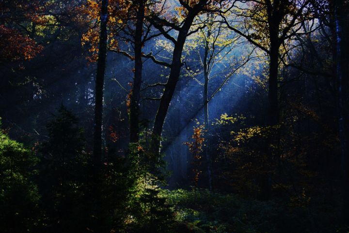 Photographie intitulée "Forêt de novembre." par Seraphin, Œuvre d'art originale, Photographie non manipulée