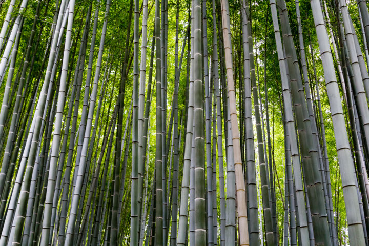 Fotografia zatytułowany „Arashiyama bamboo f…” autorstwa Marcel Alsemgeest, Oryginalna praca, Fotografia cyfrowa
