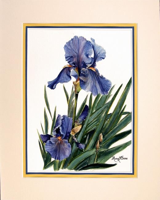 Painting titled "Iris bleu" by Marcel Boos, Original Artwork