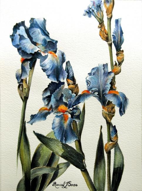 Painting titled "Iris bleus" by Marcel Boos, Original Artwork