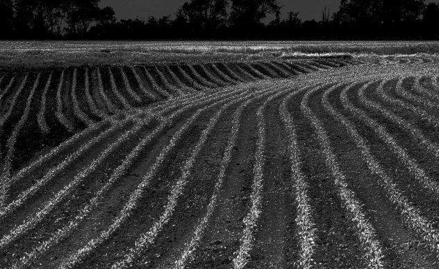 Photographie intitulée "champs" par Marc Hatot, Œuvre d'art originale
