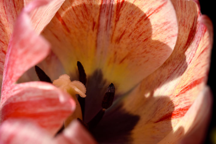 Fotografia intitolato "Primavera" da Marco Di Francisca, Opera d'arte originale, Fotografia digitale