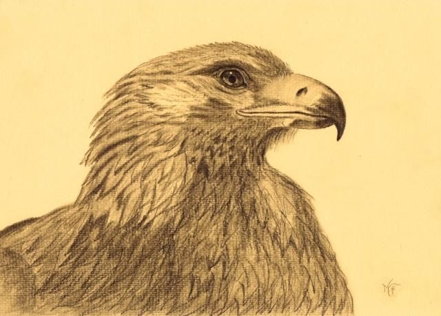 Drawing titled "Golden Eagle" by Marcurell, Original Artwork, Other