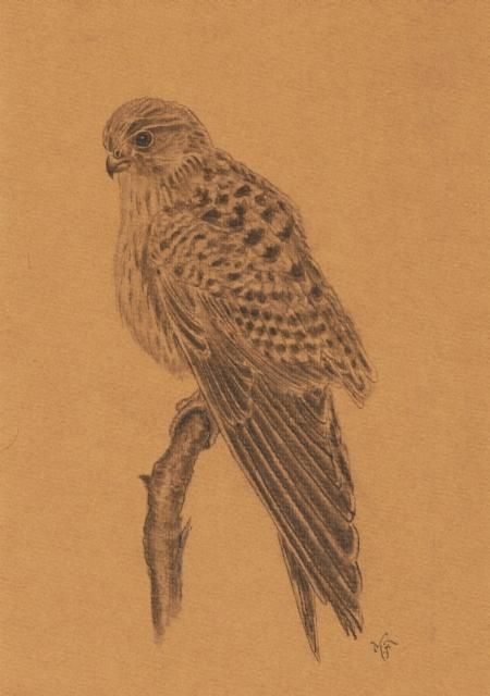 Drawing titled "European kestrel" by Marcurell, Original Artwork, Other