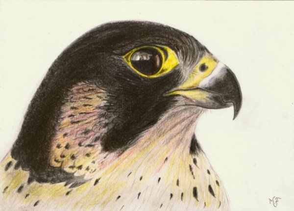 Dessin intitulée "Peregrine" par Marcurell, Œuvre d'art originale, Autre