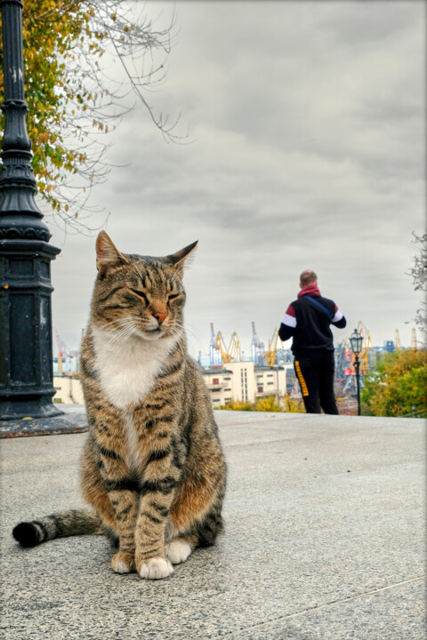Photography titled "CHAT D'ODESSA" by Nestor, Original Artwork, Analog photography