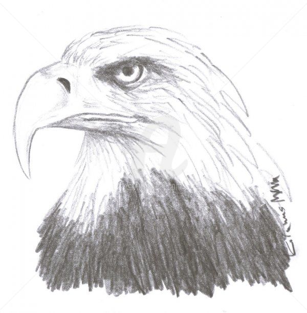 Drawing titled "eagle1.jpg" by Marek Kolanus, Original Artwork, Pencil