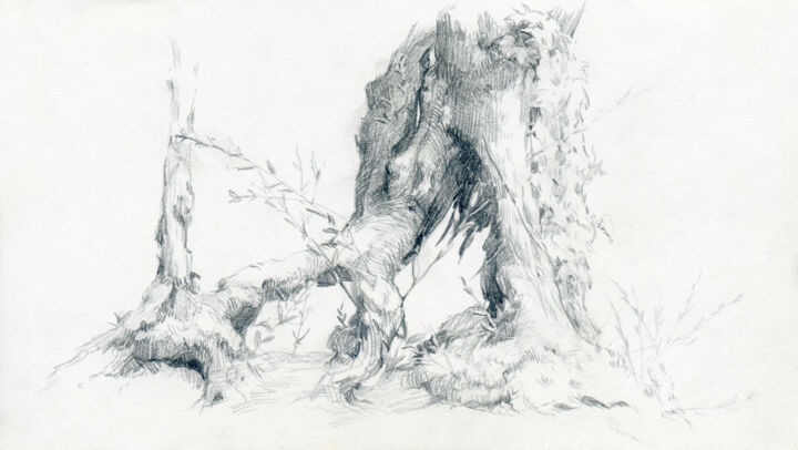 Drawing titled "Old olive root" by Margarita Simonova, Original Artwork, Graphite