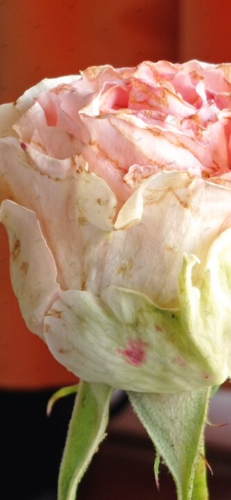 Photography titled "Rose2" by Maria Chaimala, Original Artwork, Digital Photography