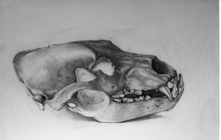 Painting titled "Skull" by Maria-Ksenia Levin, Original Artwork, Pencil