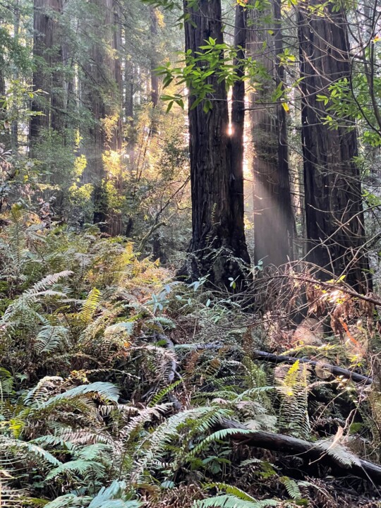 Fotografia intitulada "Muir Woods" por Maria Lucrecia Serrat, Obras de arte originais, Fotografia digital