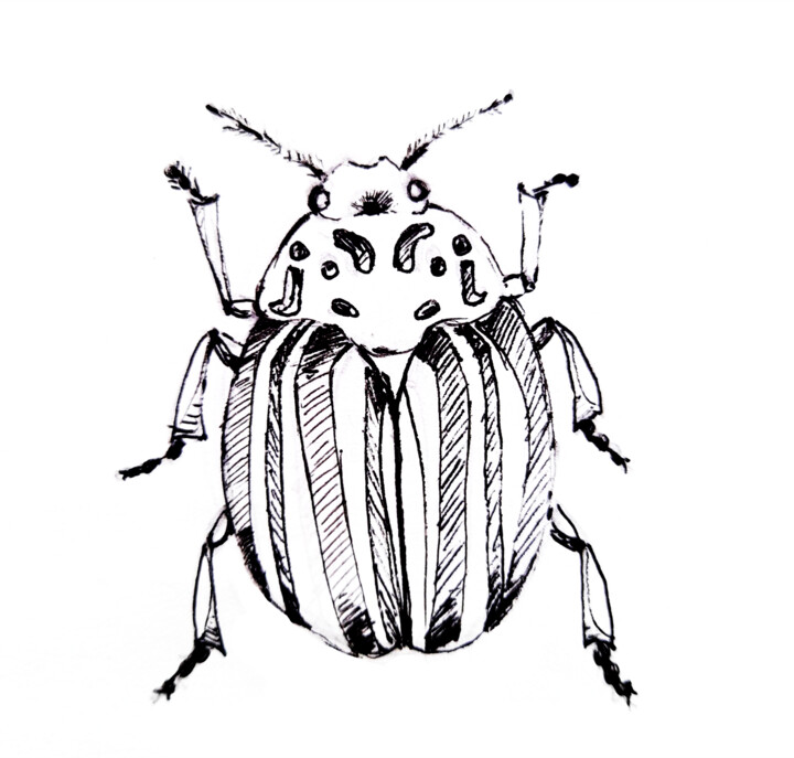 Painting titled "Colorado beetle ins…" by Maria Terskikh, Original Artwork, Gel pen