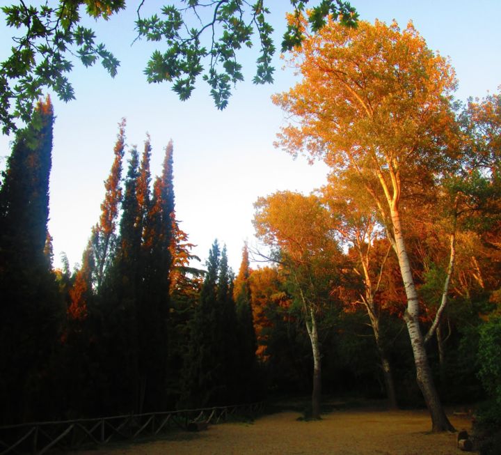 Fotografia zatytułowany „Wood in Athens” autorstwa Athenslight, Oryginalna praca