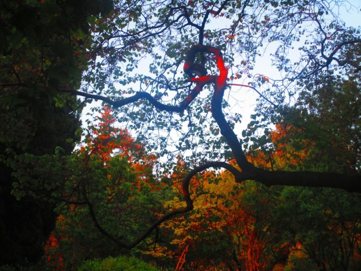 Φωτογραφία με τίτλο "Wood trees" από Athenslight, Αυθεντικά έργα τέχνης