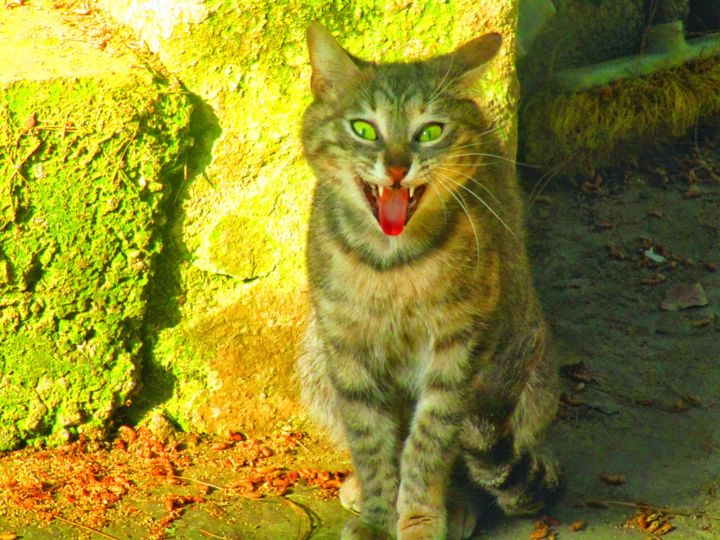 Photography titled "Funny cat" by Athenslight, Original Artwork