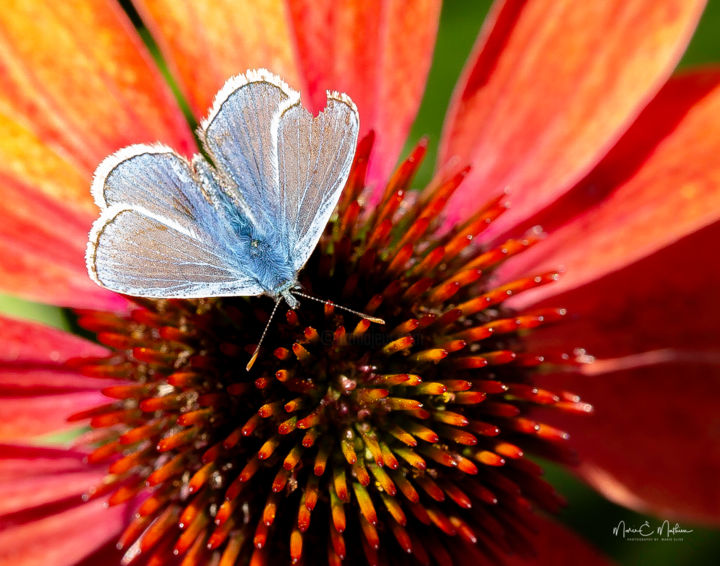 Photography titled "Beau papillon bleu" by Marie-Elise Mathieu, Original Artwork, Digital Photography