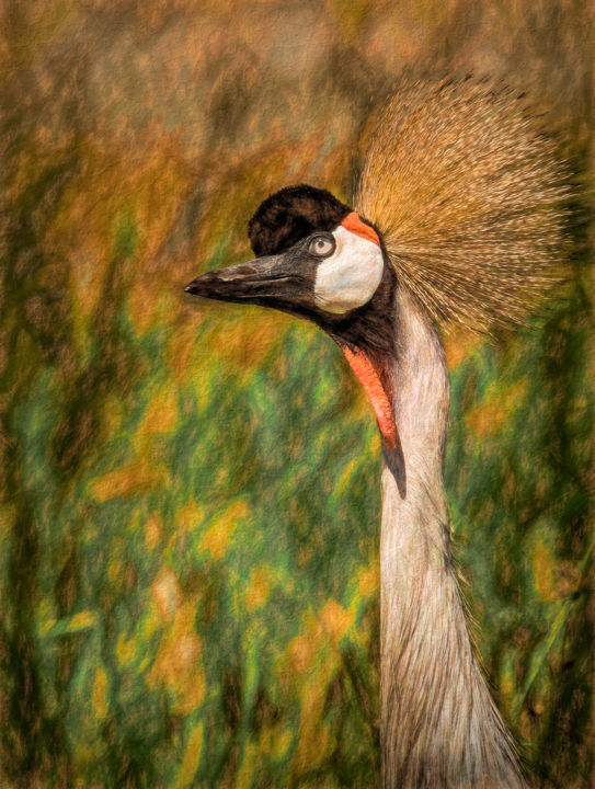 Photography titled "Crown crane" by Marie-Elise Mathieu, Original Art, Digital Photography