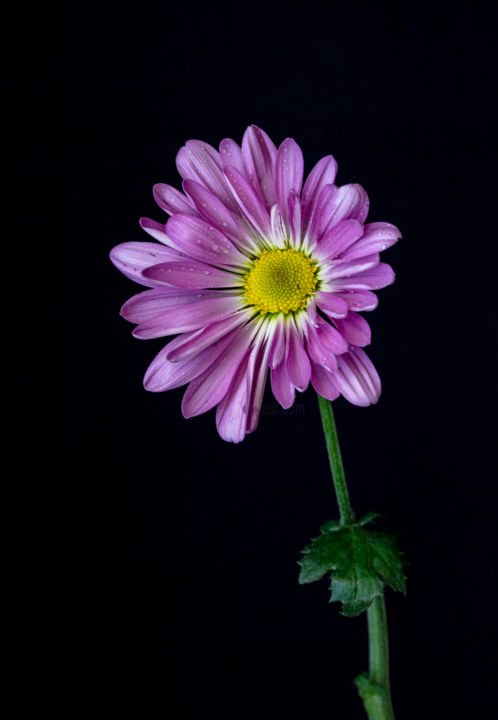 Photographie intitulée "Chrysanthème" par Marie-Elise Mathieu, Œuvre d'art originale, Photographie numérique